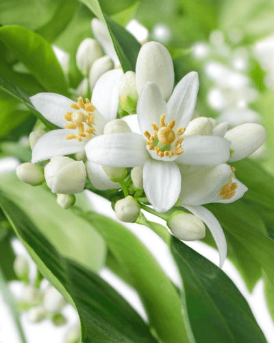 Agua micelar de neroli para limpieza suave - 200 ml - ZYOUNAT Boutique