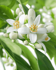 Agua micelar de neroli para limpieza suave - 200 ml - ZYOUNAT Boutique