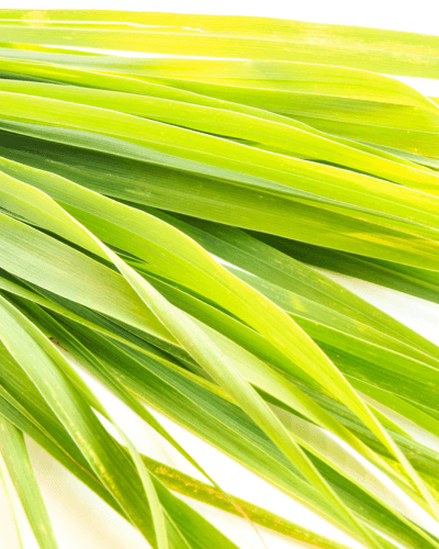 Gel de Ducha y Lavado de Manos de Hierba de Limón Silvestre, 300 ml - ZYOUNAT Boutique