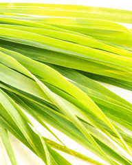 Gel de Ducha y Lavado de Manos de Hierba de Limón Silvestre, 300 ml - ZYOUNAT Boutique