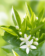 Crema-Espuma Limpiadora de Neroli, 200 ml - ZYOUNAT Boutique