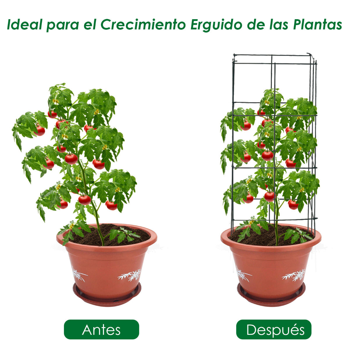 Paquete de 4 Jaulas para Tomates Soporte para Plantas Trepadoras Verticales de Jardín Resistente al Óxido y Sólido para Uvas Enredaderas
